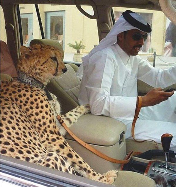 5. Çita besleyen bir Dubai’li