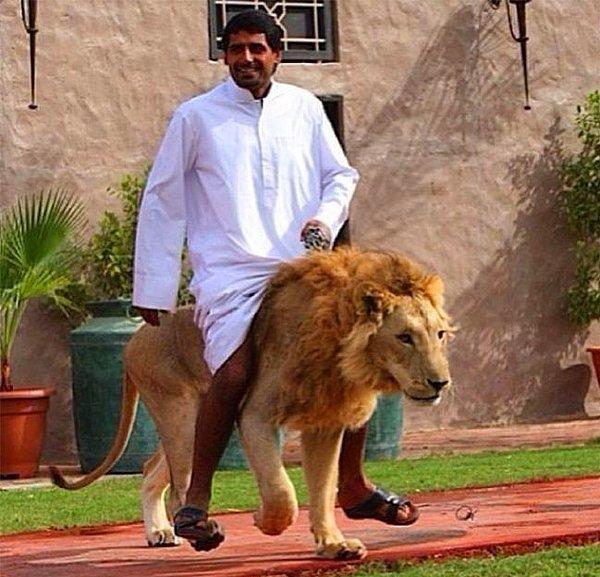 7. Dubai’de aslan sevgisi başka