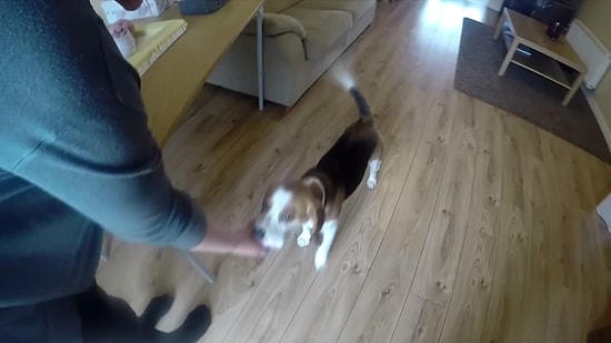 Bebeğinin Altını Değiştiren Sahibine Yardımcı Olan Köpek