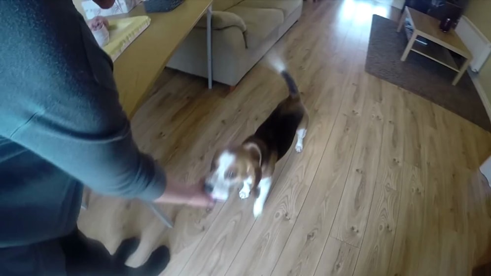 Bebeğinin Altını Değiştiren Sahibine Yardımcı Olan Köpek