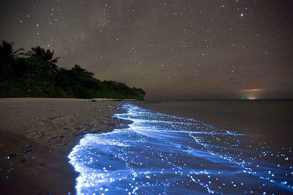 25. Maldivler'deki fitoplankton dalgaları: Dalgalar tarafından kıyıya getirilen fitoplanktonların kimyasal enerjileri ışık enerjisine dönüşür.