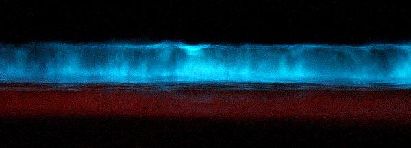 26. Red tide ( kırmızı dalga ): Suda yaşayan bazı fitoplanktonların yüksek konsantrasyonlarının neden olduğu durumdur. Bu durumda ateş rengi algler kırmızı veya kahverengi renk alır.