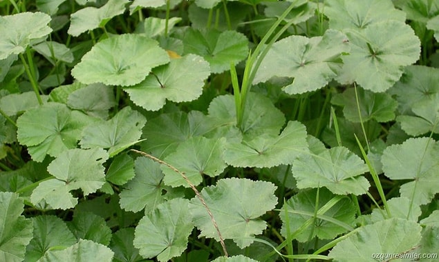 6. Ebegümeci