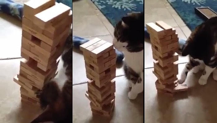 Jenga Ustası Kedi