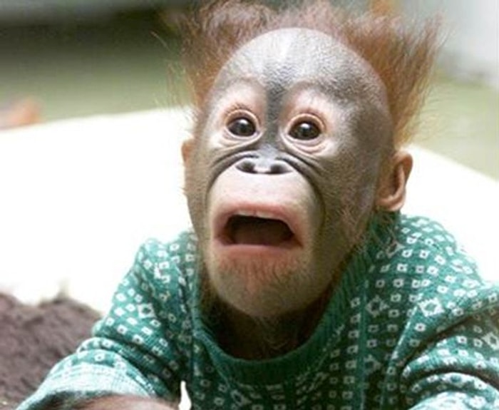 Ülkemizin Durumunu Görünce Şaşkınlığını Gizleyemeyen 25 Hayvan