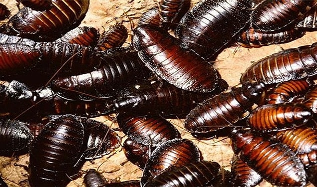 6. Hamamböceği yeme yarışmasında çok fazla hamamböceği yiyerek ölmek