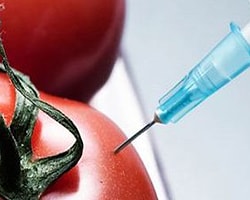 Bakanlık GDO'nun Önünü Açtı