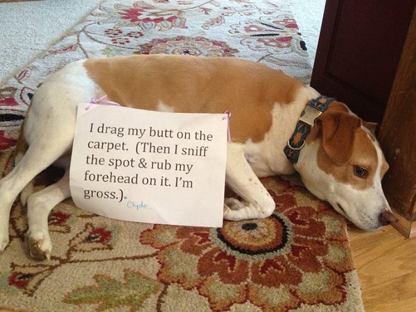 2. "Езжу попой по ковру, а потом трусь мордой об него. Я – грязнуля."