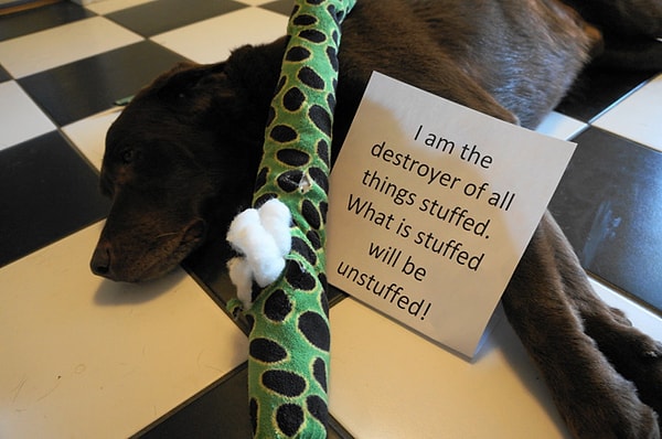 5. "Я – потрошитель вещей с наполнением. Все, что набито ватой, будет выпотрошено."