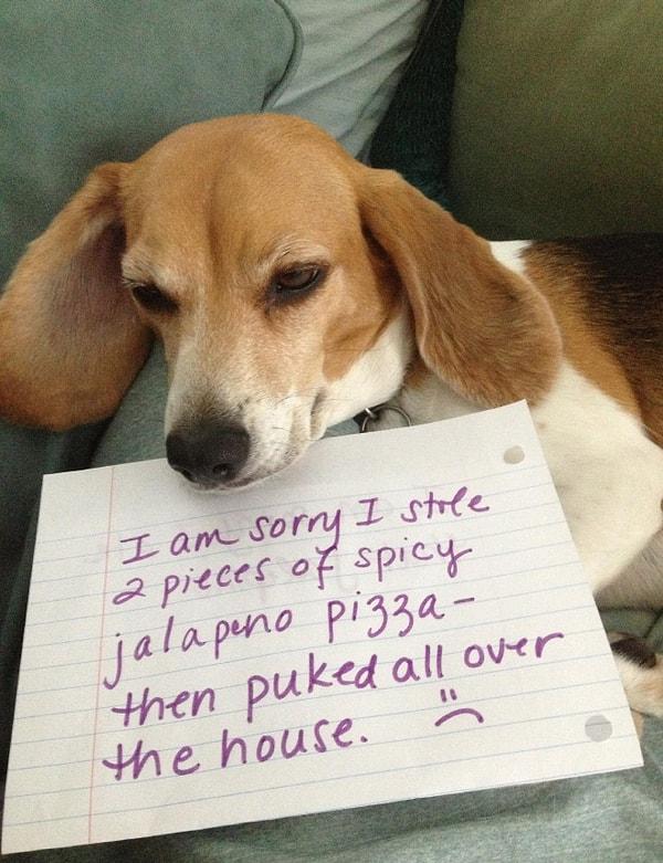 12. 2 Dilim jalapeno pizza çalıp tüm eve kustuğum için özür dilerim. :(