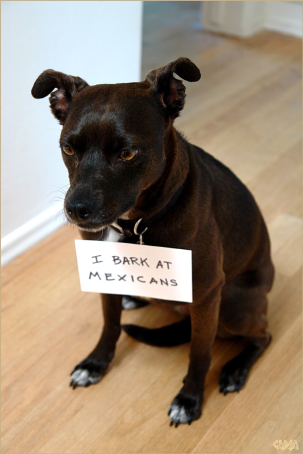 13. "Я лаю на мексиканцев!"
