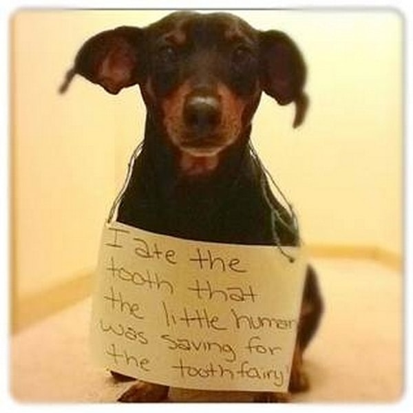 18. "Я съел молочный зуб, спрятанный для Зубной феи."