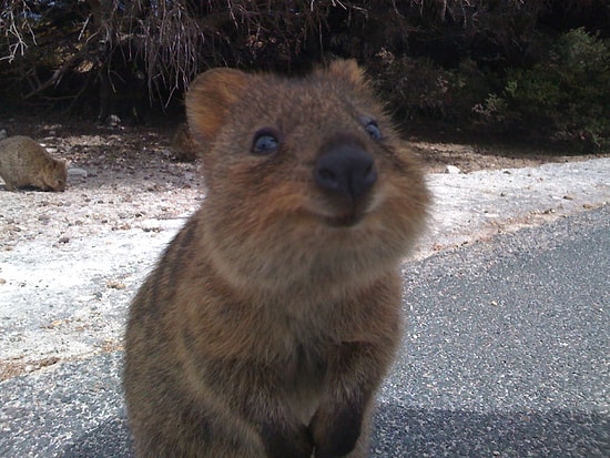 Dünyanın En Mutlu Hayvanı Quokka'nın 14 Fotoğrafı