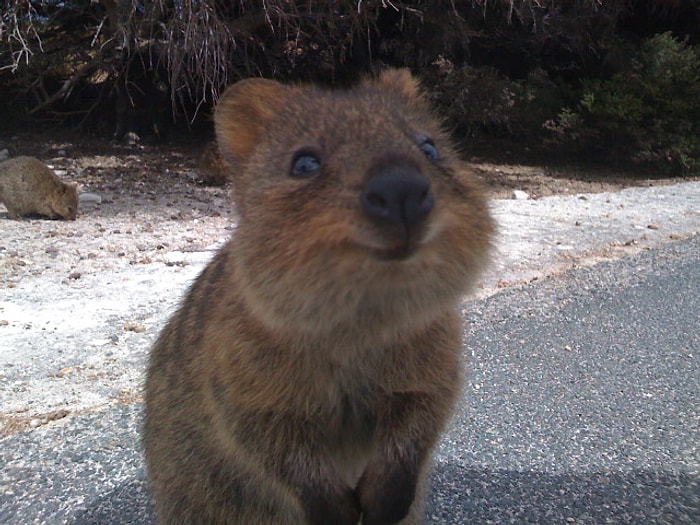 Dünyanın En Mutlu Hayvanı Quokka'nın 14 Fotoğrafı