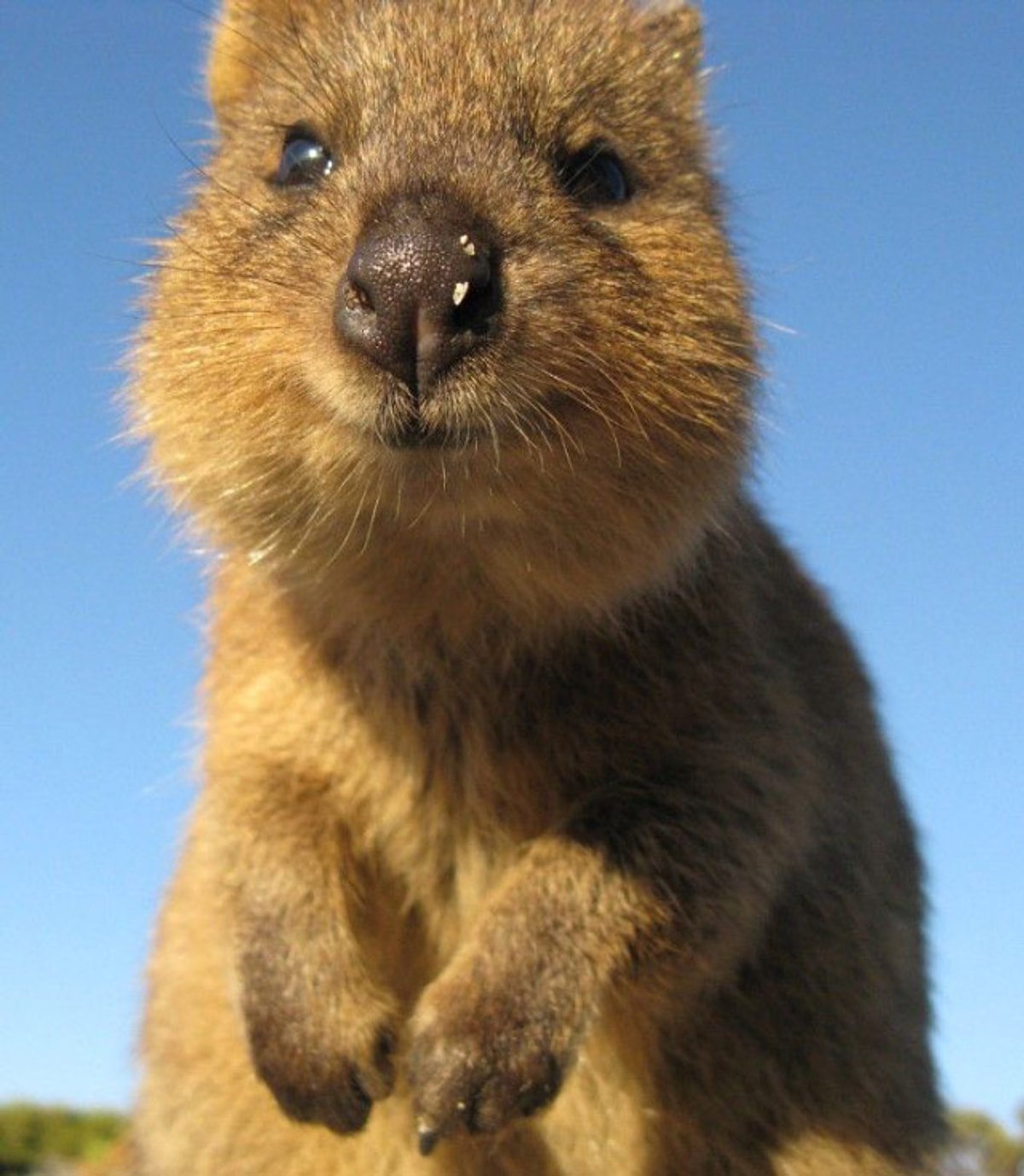 Фото улыбающихся зверьков. Квокка (короткохвостый кенгуру). Квокка (Setonix brachyurus). Кенгуру Квокка. Улыбающийся кенгуру Квокка.