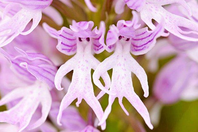 3. Çıplak Adam Orkidesi (Orchis Italica)