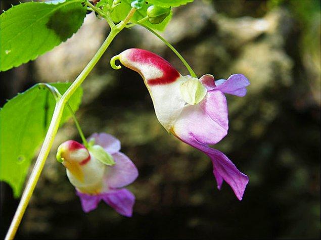 8. Papağan Çiçeği (Impatiens Psittacina)