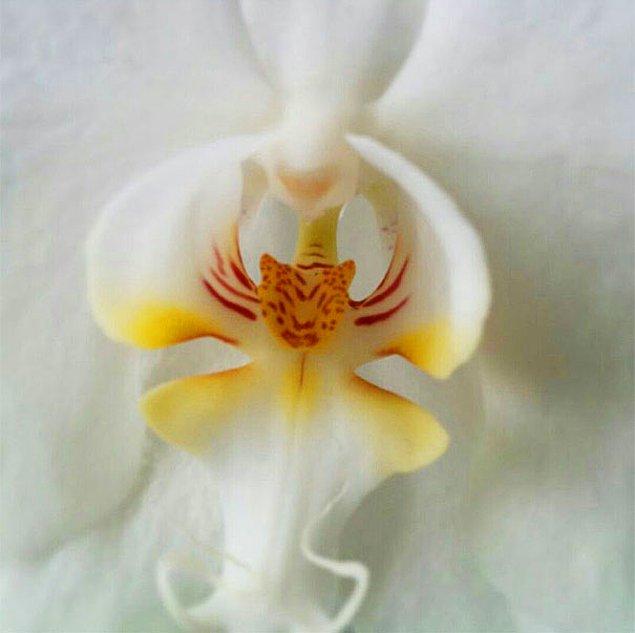 11. Kaplana benzeyen orkide