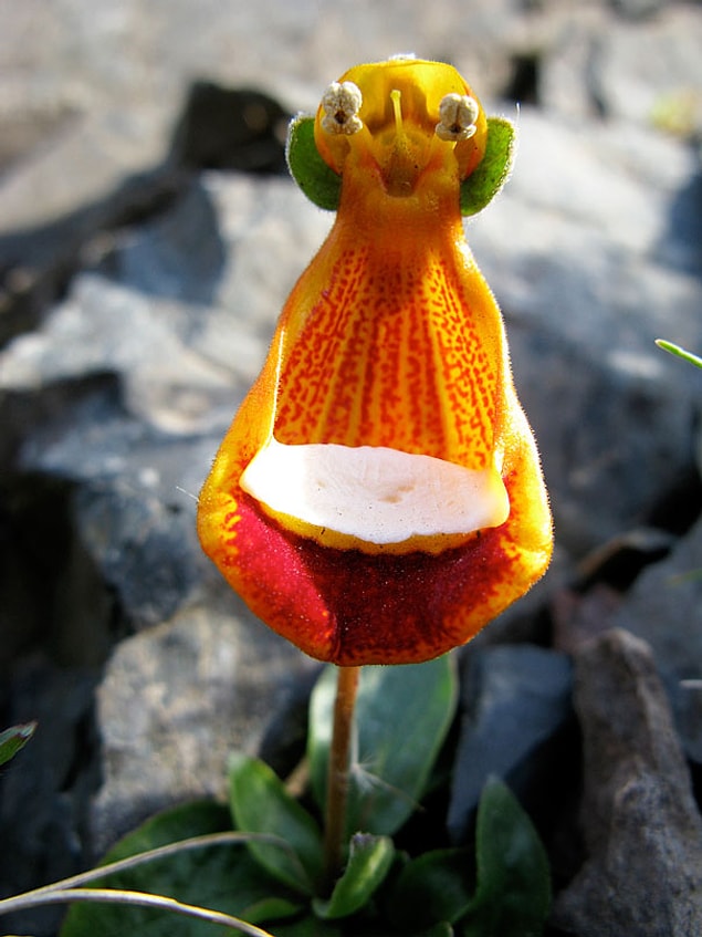 12. Mutlu Yaratık (Calceolaria Uniflora)