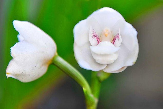 14. Kumru Orkide ya da Hayalet Orkide (Peristeria Elata)