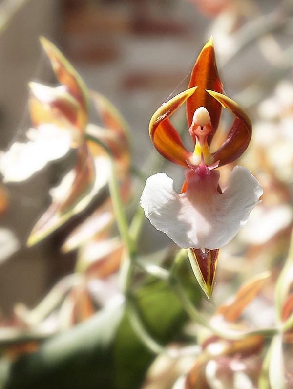 15. Balerine benzeyen orkide