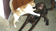 Kedi Köpek Kavgasında Suçlu Tarafın Kim Olduğunu Açıkça Gösteren 23 Kedi