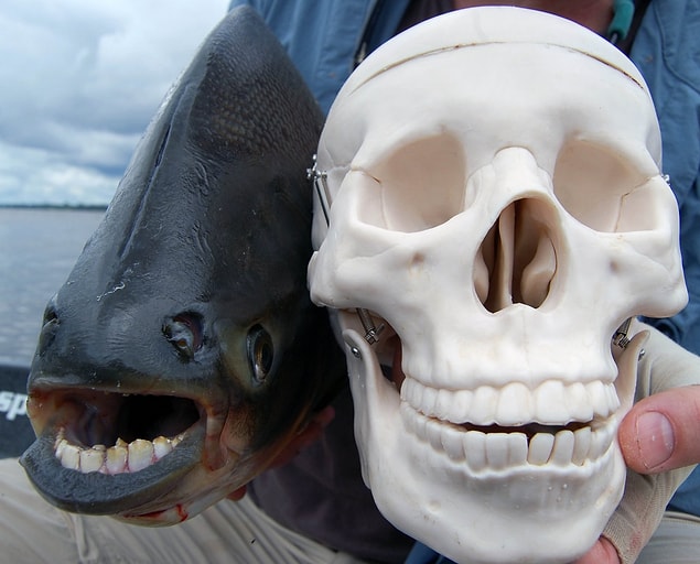 5. Pacu Balığı