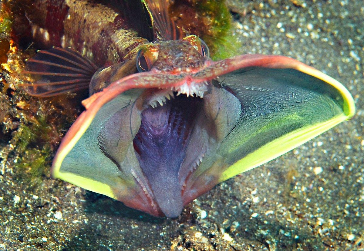 рыба зеленуха в черном море