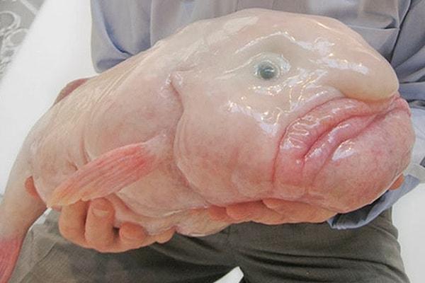 14. Blobfish
