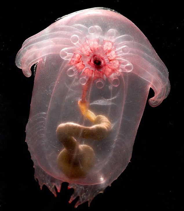 16. Enypniastes