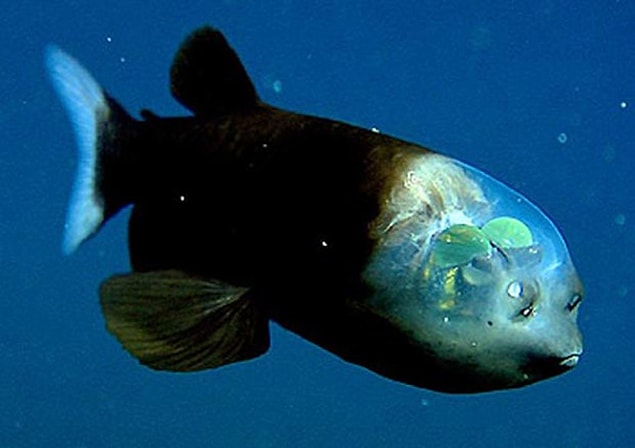 23. Barreleye