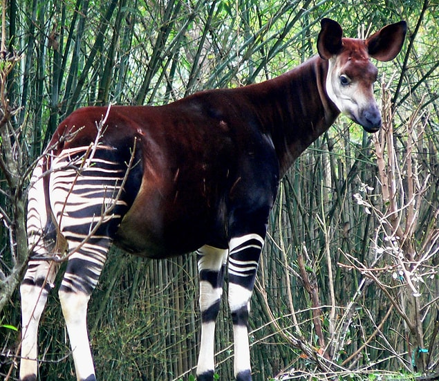 26. Okapi
