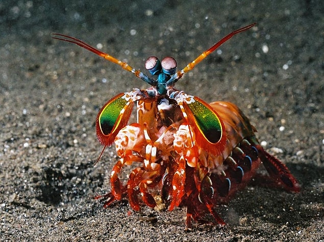 27. Peygamberdevesi Karidesi