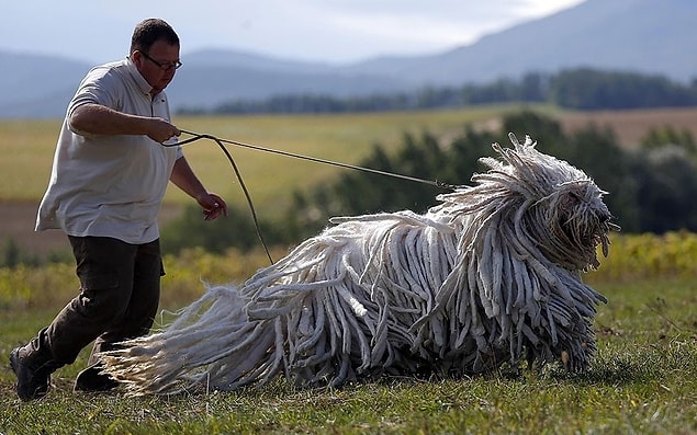 31. Bergamasco Çobanköpeği