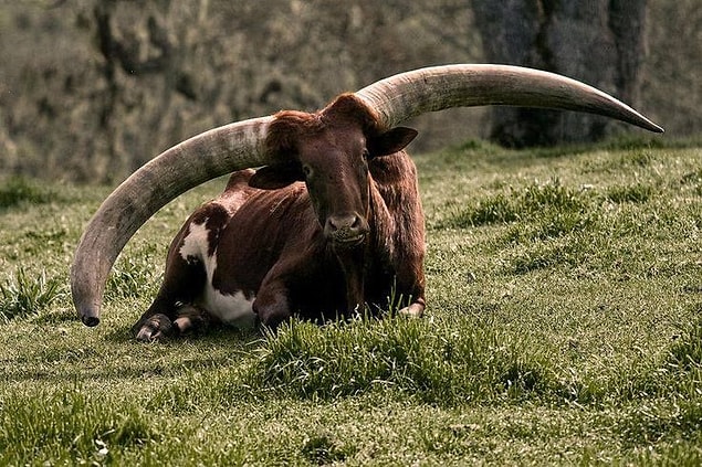 33. Ankole-Watusi
