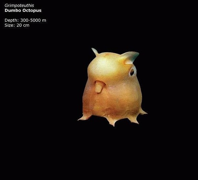 34. Dumbo Ahtapotu