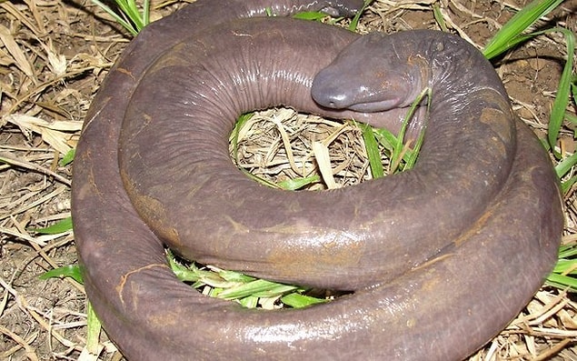 36. Atretochoana