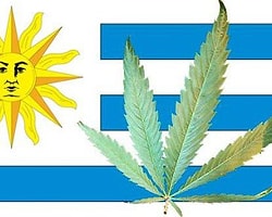Uruguay hükümeti marihuana satışına izin veren kararnamenin detaylarını belirledi.