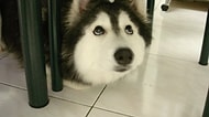Kediler Tarafından Yetiştirilen ve Kendini Kedi Sanan Husky