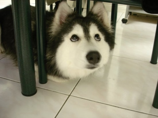 Kediler Tarafından Yetiştirilen ve Kendini Kedi Sanan Husky