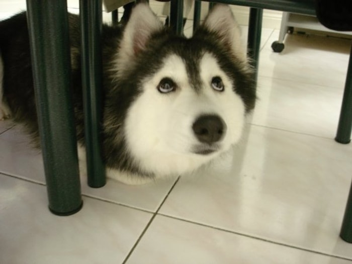 Kediler Tarafından Yetiştirilen ve Kendini Kedi Sanan Husky