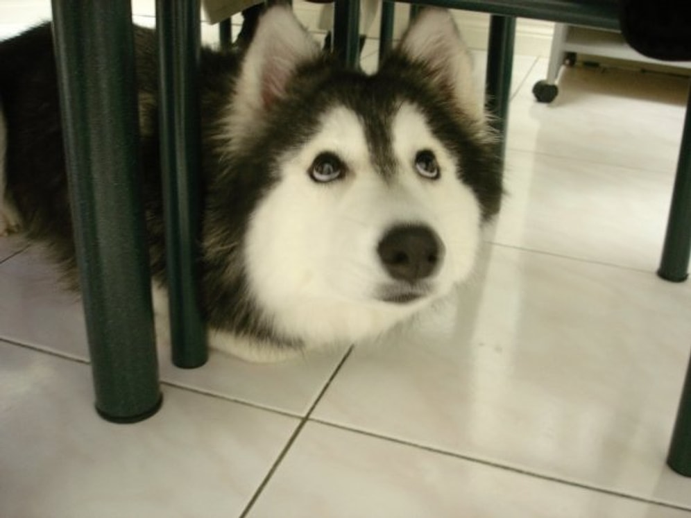 Kediler Tarafından Yetiştirilen ve Kendini Kedi Sanan Husky