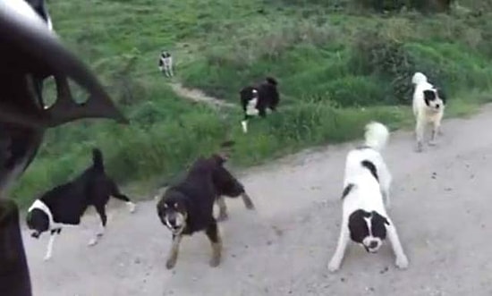 Bisiklet Sürücüsüne Saldıran 25 Kızgın Köpek ve Kurtulmanın Yolu