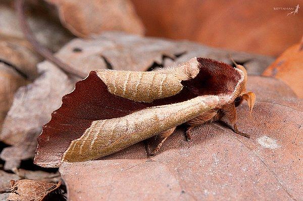 29. Bu güve (Uropyia meticulodina), kıvrılmış ölü bir yaprağı taklit ediyor