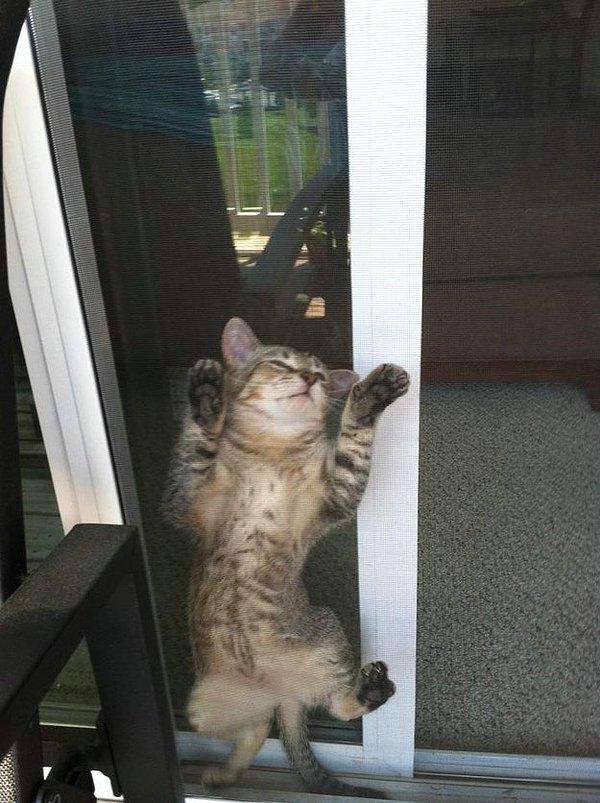 13. Cam kapının nasıl işlediğinin farkına varmaya çalışan kedi.