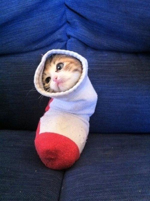17. Çorabınızın tekinin nereye gittiğini bilipte asla söylemeyen kedi.