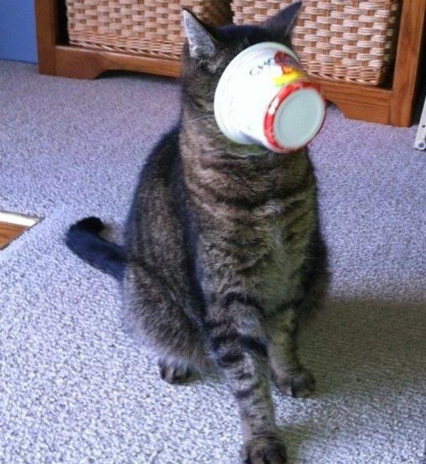 19. Diyet yoğurt yediğine pişman olan kedi.
