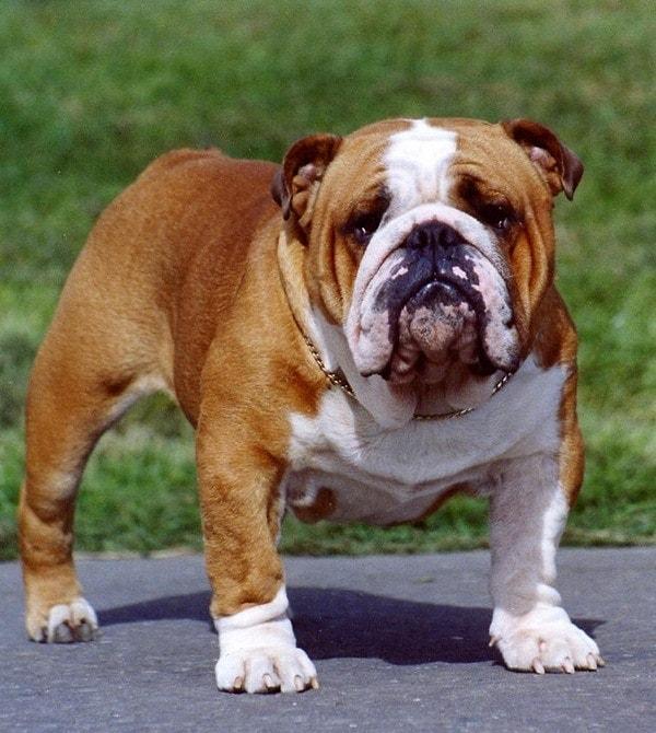10. English Bulldog