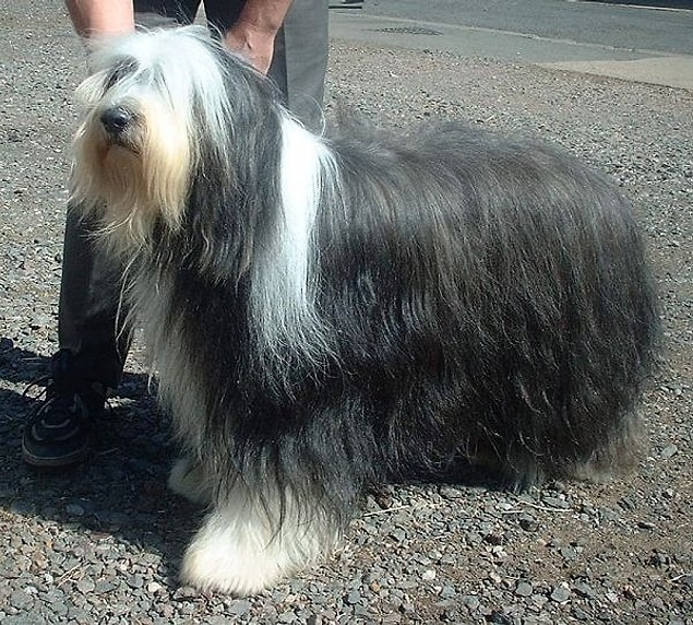 1. Bearded Collie