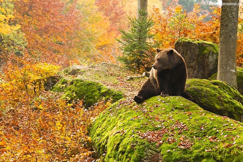 Dünyanın En Büyüleyici Yerlerinden Birisi Olan Bavyera Ormanı'ndan Nefes Kesen 12 Doğa Manzarası